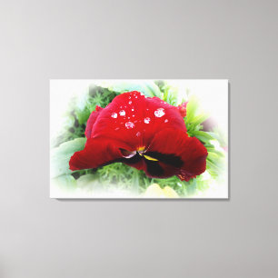 Bright red pansy canvas print