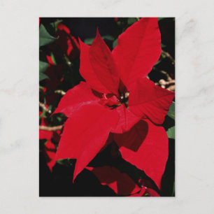 Bright Red Pointsettia    Postcard
