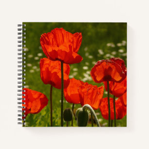 Bright Red Poppy Field Notebook