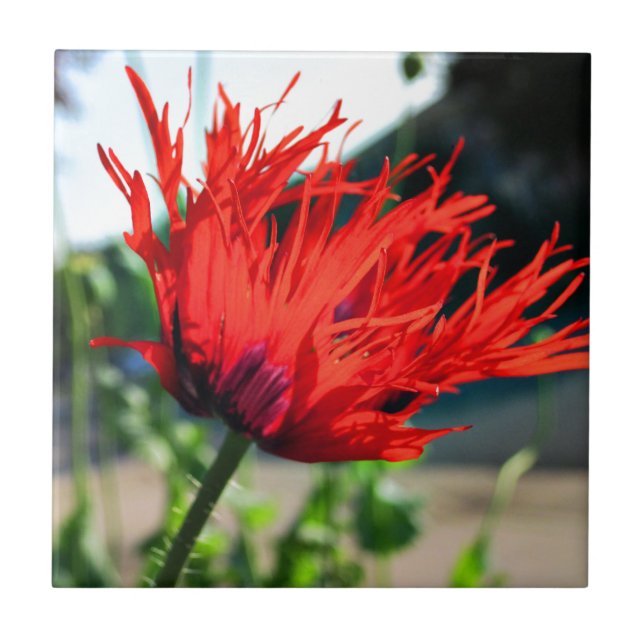 Bright Red Poppy Flower Tile (Front)