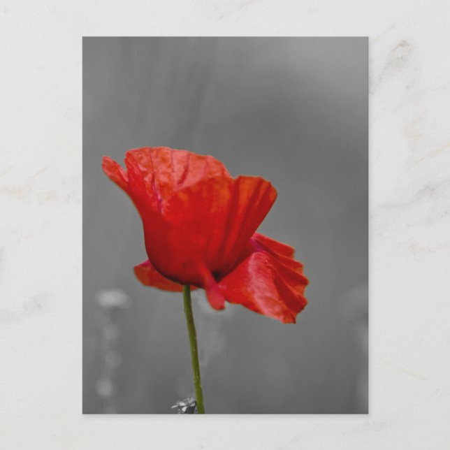 Bright red Poppy on grey back ground Postcard (Front)