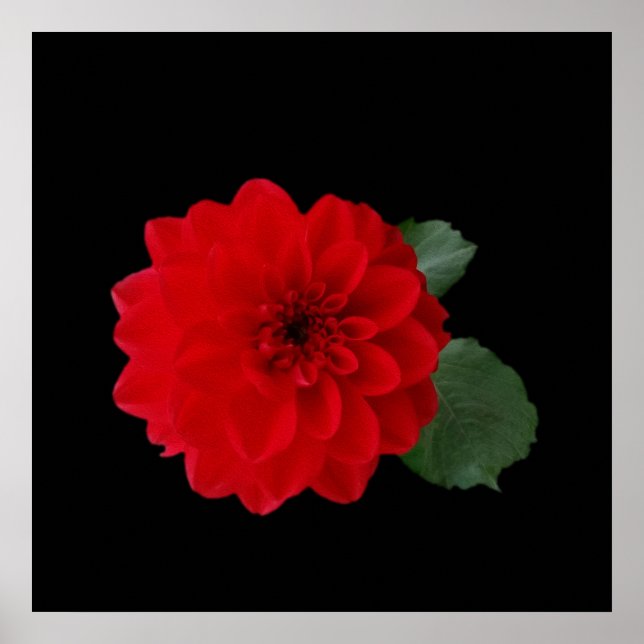 bright red poster (Front)