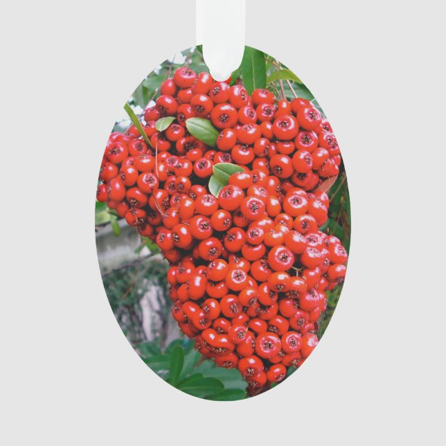 Bright Red Pyracantha Berries Ornament (Front)