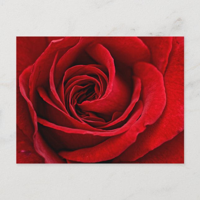 Bright Red Rose Close Up Postcard (Front)