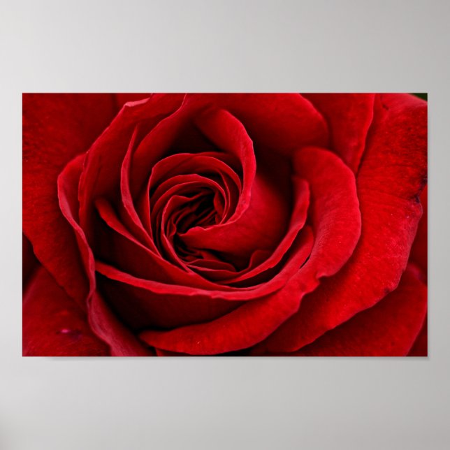 Bright Red Rose Close Up Poster (Front)