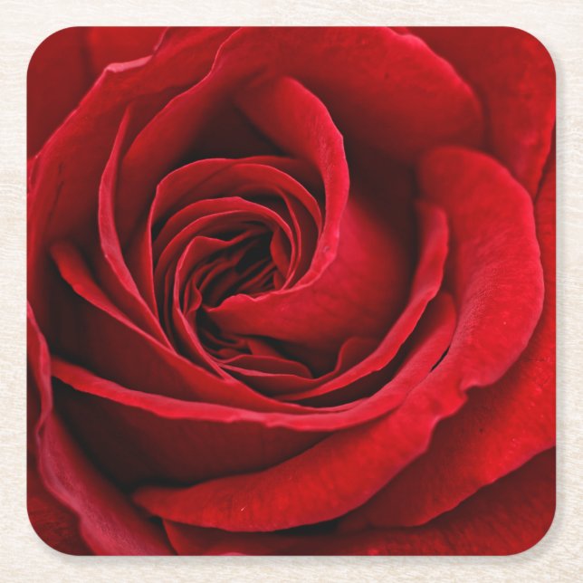 Bright Red Rose Close Up Square Paper Coaster (Front)