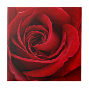 Bright Red Rose Close Up Tile