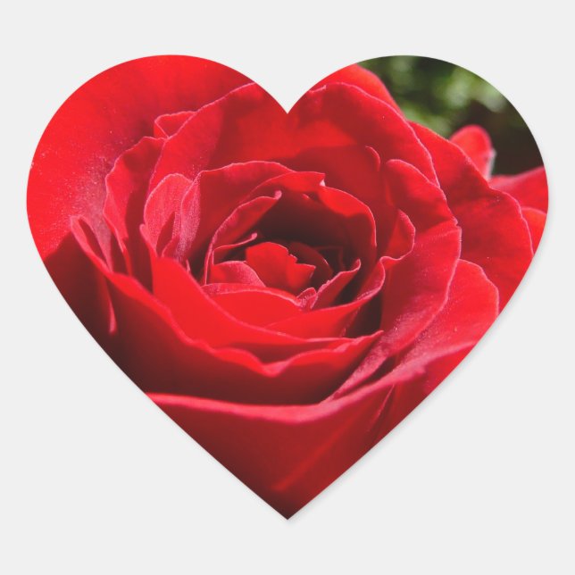 Bright Red Rose Flower Beautiful Floral Heart Sticker (Front)
