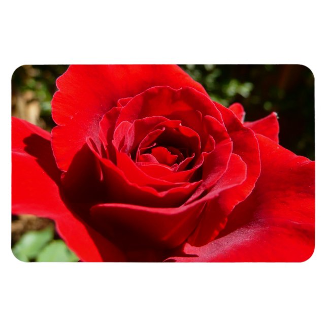 Bright Red Rose Flower Beautiful Floral Magnet (Horizontal)