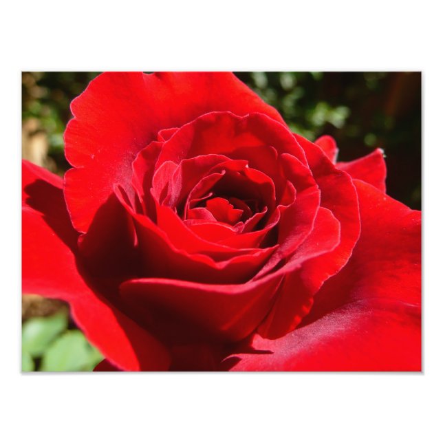 Bright Red Rose Flower Beautiful Floral Photo Print (Front)