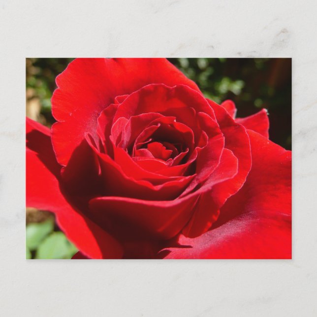 Bright Red Rose Flower Beautiful Floral Postcard (Front)
