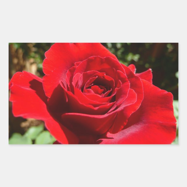 Bright Red Rose Flower Beautiful Floral Rectangular Sticker (Front)