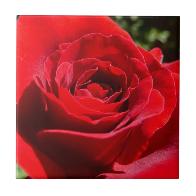 Bright Red Rose Flower Beautiful Floral Tile (Front)