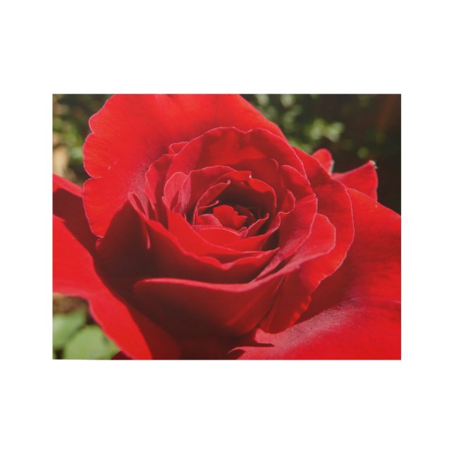 Bright Red Rose Flower Beautiful Floral Wood Poster (Front)