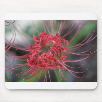 Bright Red Spider Lily - Lycoris radiata Mouse Mat