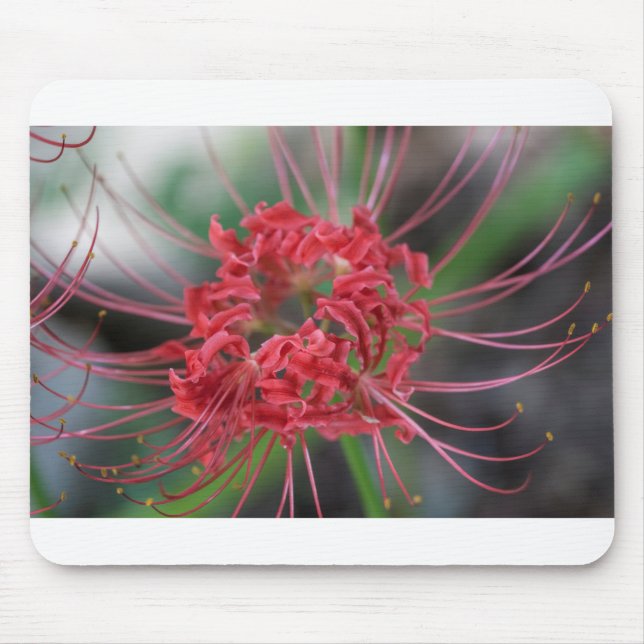 Bright Red Spider Lily - Lycoris radiata Mouse Mat (Front)