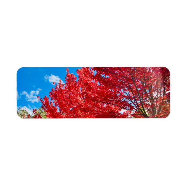 Bright Red Tree Leaves In Autumn (Front)