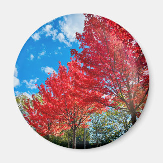 Bright Red Tree Leaves In Autumn Magnet