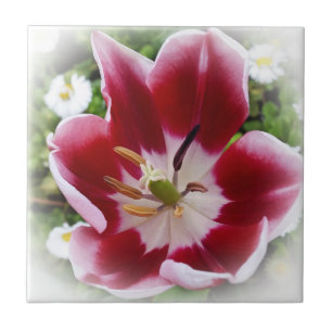 bright red tulip tile