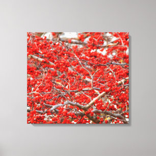 Bright Red Winterberries Holly Tree Berries Canvas Print