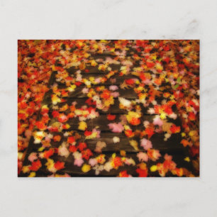 Bright Red Yellow Autumn Maple Leaves Postcard