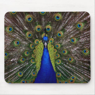Bright regal peacock bird feather animal photo mouse mat