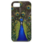 Bright regal peacock photo bird nature print