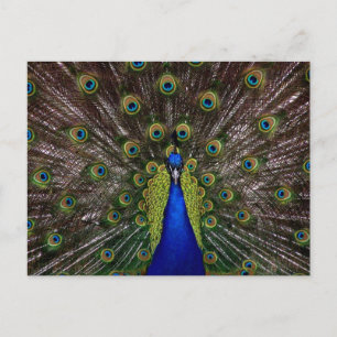 Bright regal peacock photo postcard