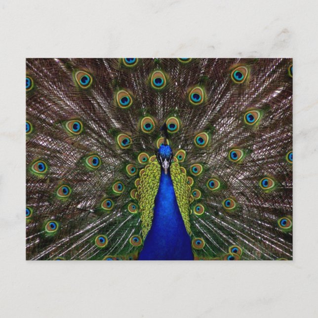Bright regal peacock photo postcard (Front)