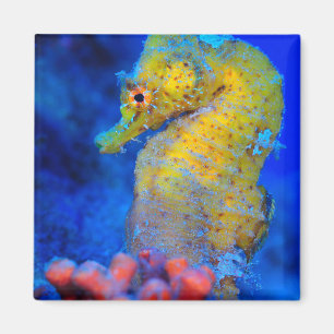 Bright Seahorse Hippocampus Magnet
