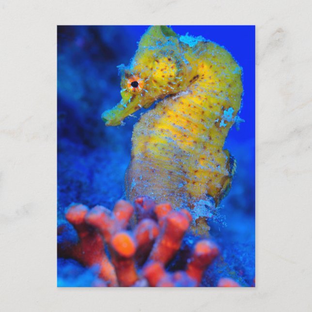 Bright Seahorse | Hippocampus Postcard (Front)
