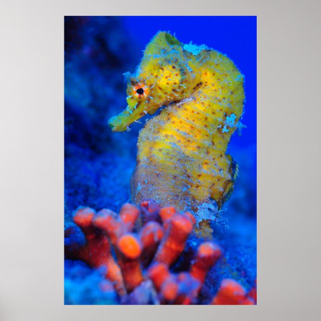 Bright Seahorse | Hippocampus Poster (Front)