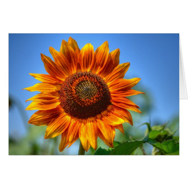 Bright Shining Orange Sunflower (Front Horizontal)