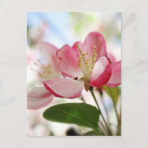 Bright Spring Apple Blossoms Postcard