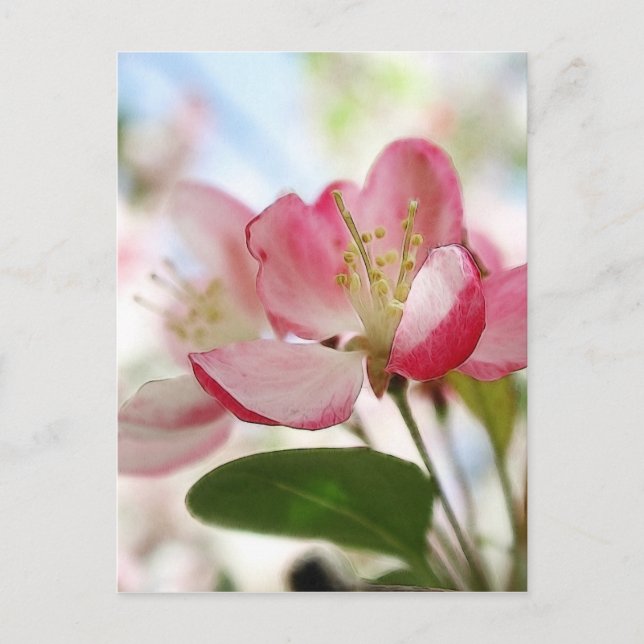 Bright Spring Apple Blossoms Postcard (Front)