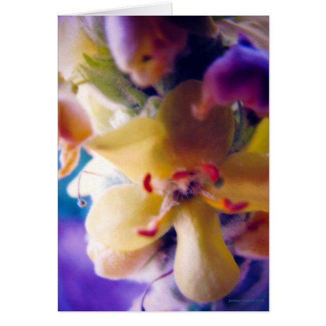 Bright Spring Flower (Front)