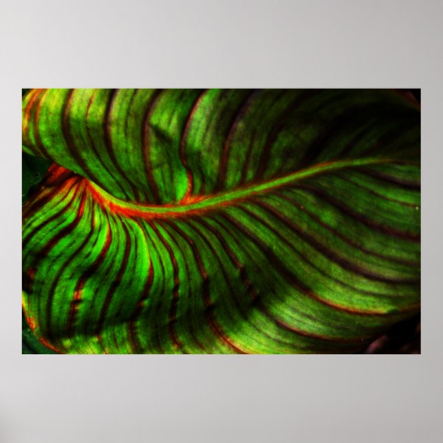 Bright Striped Canna Leaf Poster Print (Front)