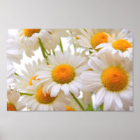 Bright Summer Daisies