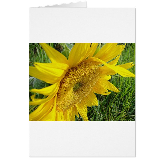 Bright sunflower (Front)
