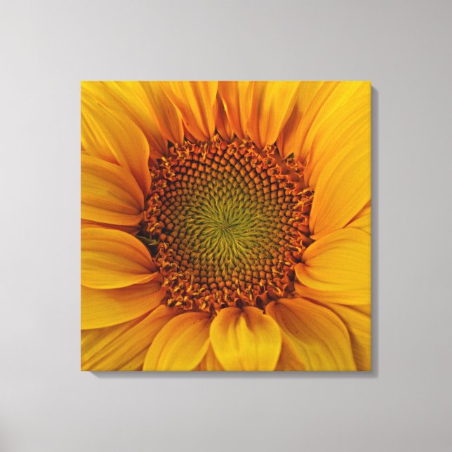 Bright Sunflower Canvas Print (Front)