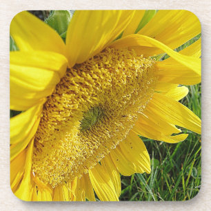 Bright sunflower coaster