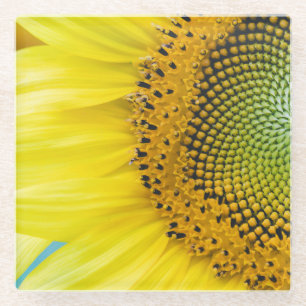 Bright Sunflower Glass Coaster