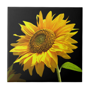 Bright Sunflower on Black Background Tile