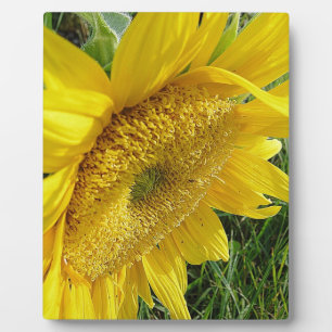 Bright sunflower plaque