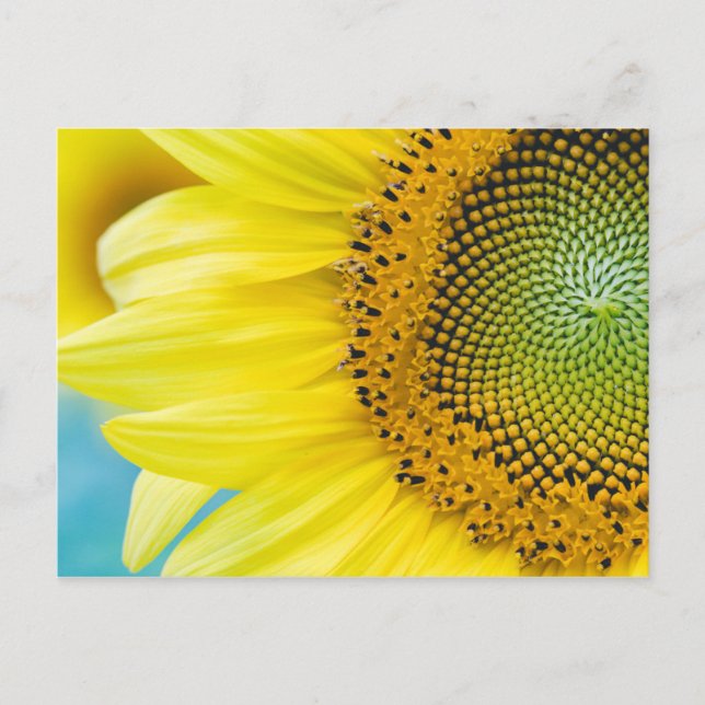 Bright Sunflower Postcard (Front)
