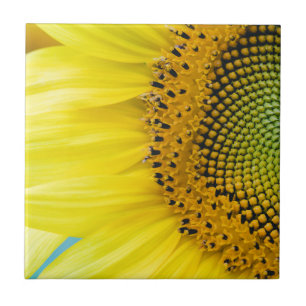 Bright Sunflower Tile
