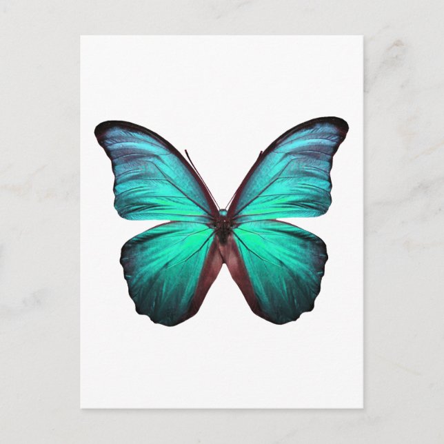 Bright Teal Butterfly Postcard (Front)