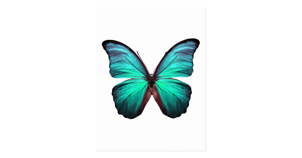 Bright Teal Butterfly Postcard Zazzle.co.uk