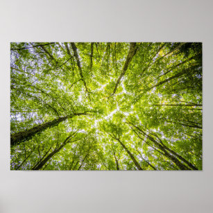 Bright tree canopy poster