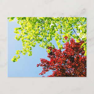 Bright Tree Colours Postcard